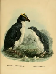 Illustration des Felsenpinguins und des Zwergpinguins